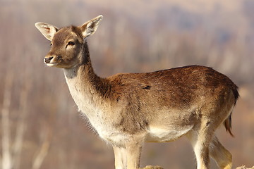 Image showing young fallow deer doe