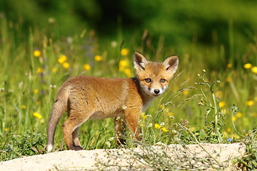 Image showing little fox near the den