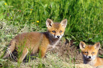 Image showing curious fox cub looking at the camera