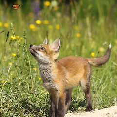 Image showing cute fox puppy looking after butterfly