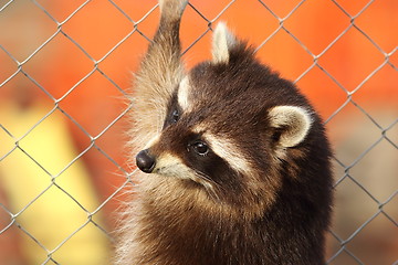 Image showing raccoon portrait
