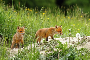 Image showing fox cubs near the burrow