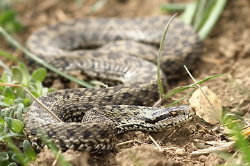 Image showing female meadow viper in natural habitat