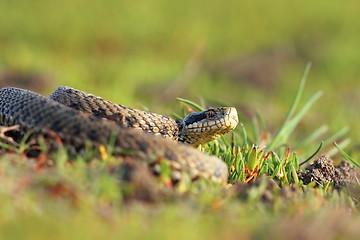 Image showing meadow viper basking in natural habitat