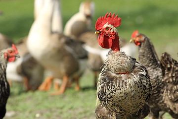 Image showing colorful shaggy rooster