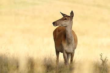 Image showing red deer doe in a glade