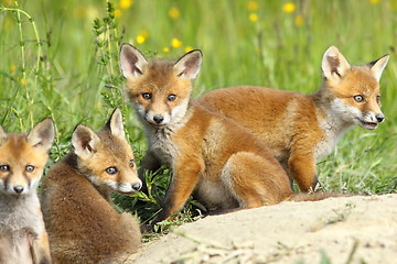 Image showing red fox family