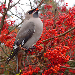 Image showing Waxwing