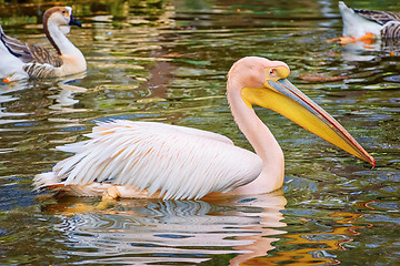 Image showing Pelican on the Pond