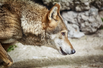 Image showing Portrait of Wolf