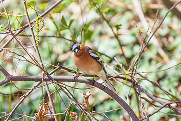 Image showing Male Common Chaffinch