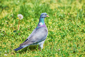 Image showing Common Wood Pigeon