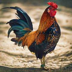 Image showing Brown Leghorn Rooster