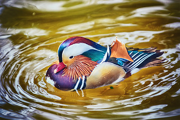 Image showing Mandarin Duck on the Water