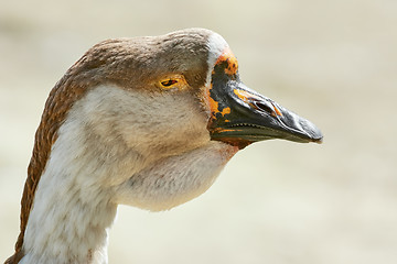 Image showing Portrait of Goose