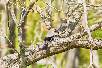 Image showing Eurasian Jay on the Tree