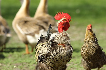 Image showing funny rooster portrait in farmyard