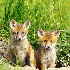 Image showing red fox brothers