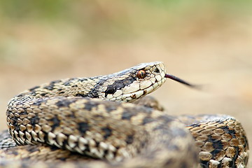 Image showing dangerous european snake