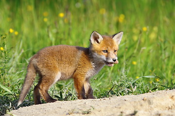 Image showing little red fox cub