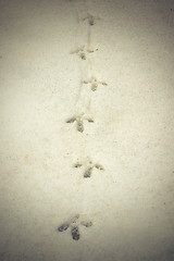 Image showing capercaillie tracks on snow