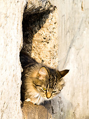 Image showing Outdoor Cat