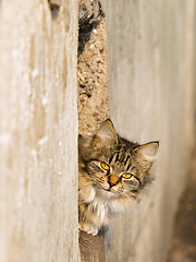 Image showing Outdoor Cat