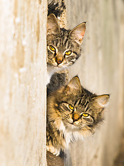 Image showing Outdoor Cats