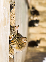 Image showing Outdoor Cats