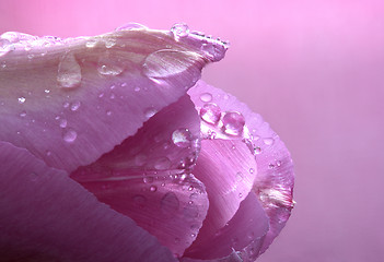 Image showing Pink Tulip Macro