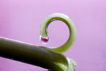 Image showing Pink Tulip Macro