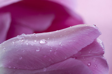 Image showing Pink Tulip Macro