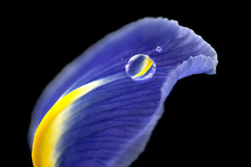 Image showing Iris Macro Dew Drops