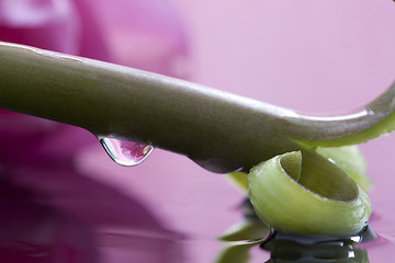 Image showing Pink Tulip Macro