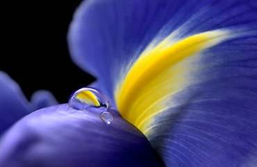 Image showing Iris Macro Dew Drops