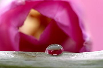 Image showing Pink Tulip Macro