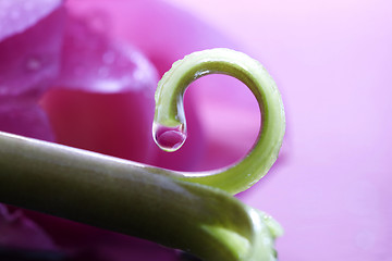 Image showing Pink Tulip Macro