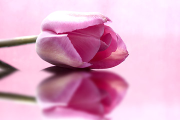 Image showing Pink Tulip Macro