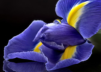 Image showing Iris Macro Dew Drops