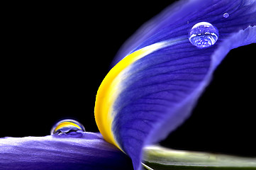 Image showing Iris Macro Dew Drops