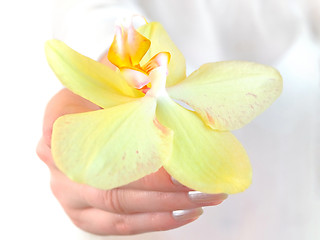 Image showing Orchid in Hand