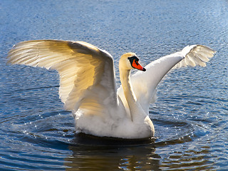 Image showing Swan