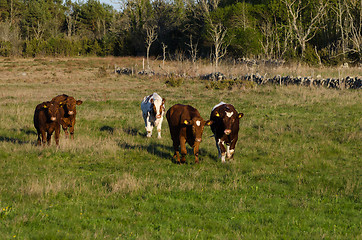 Image showing Excited cattle on the go