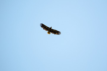 Image showing Sailing eagle