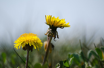 Image showing Dandelion closeup