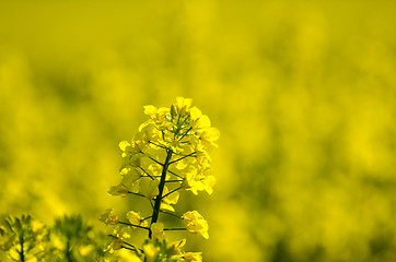 Image showing Canola flower closeup