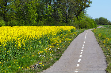 Image showing Cycleway by spring