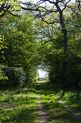 Image showing Farmers road in a green deciduous forest