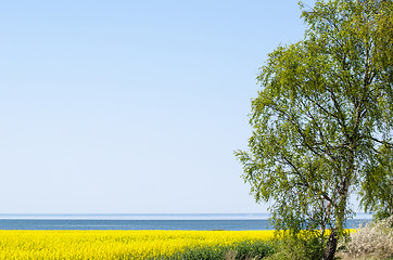 Image showing Spring by a coastal field