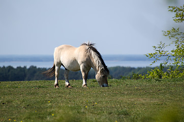 Image showing Grazing fjord horse